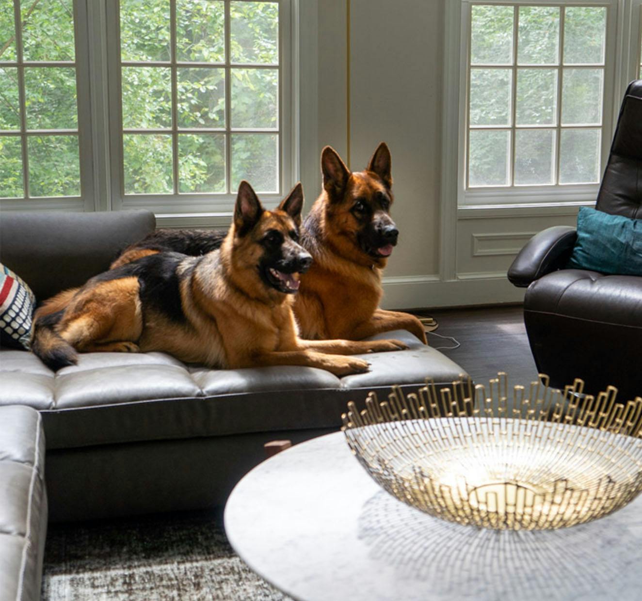 Maid-Bright-Professional-House-Cleaning-About-2-German-Shepards-On-Couch