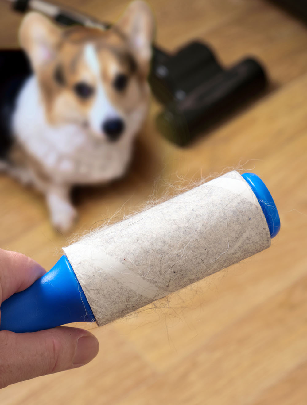 tool for removing pet hair from home